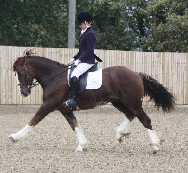 Welsh section D for dressage?? who has one?